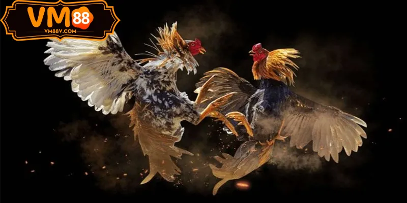 Chiến lược cá cược Đá gà