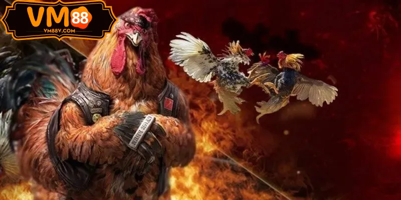 Trận Peru lai Đá gà ODIN