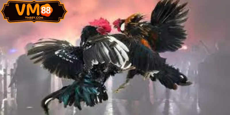 Stream cựa dao ODIN