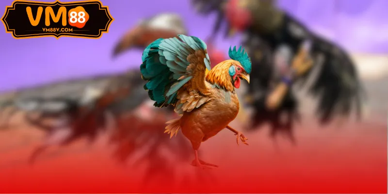 Sảnh Đá Gà WS168 Cựa Sắt Thomo