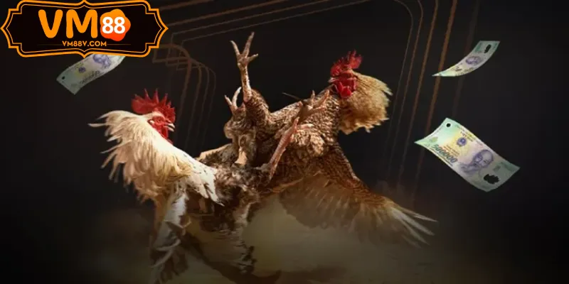 Trận cựa sắt Sảnh Đá Gà WS168