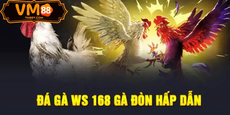 Điểm hấp dẫn nổi bật của Đá Gà WS168